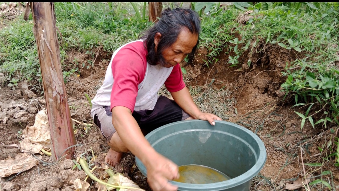Warga Desa Panembangan Sukses Raup Puluhan Juta dari Pemijahan Gurame