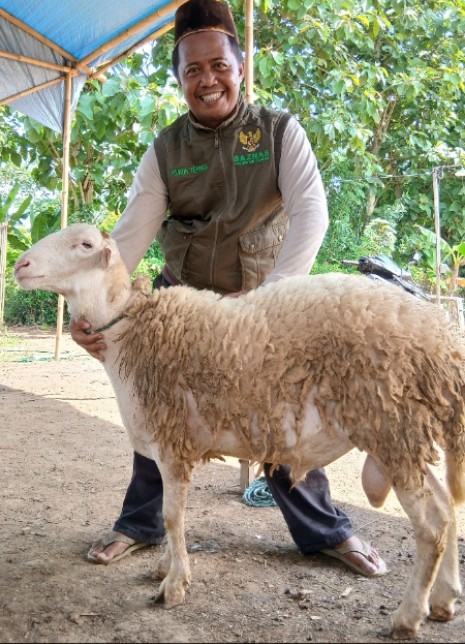 BAZNAS Cilacap Buka Program Kurban 2025, Harga Terjangkau Mulai Rp 2,5 Juta