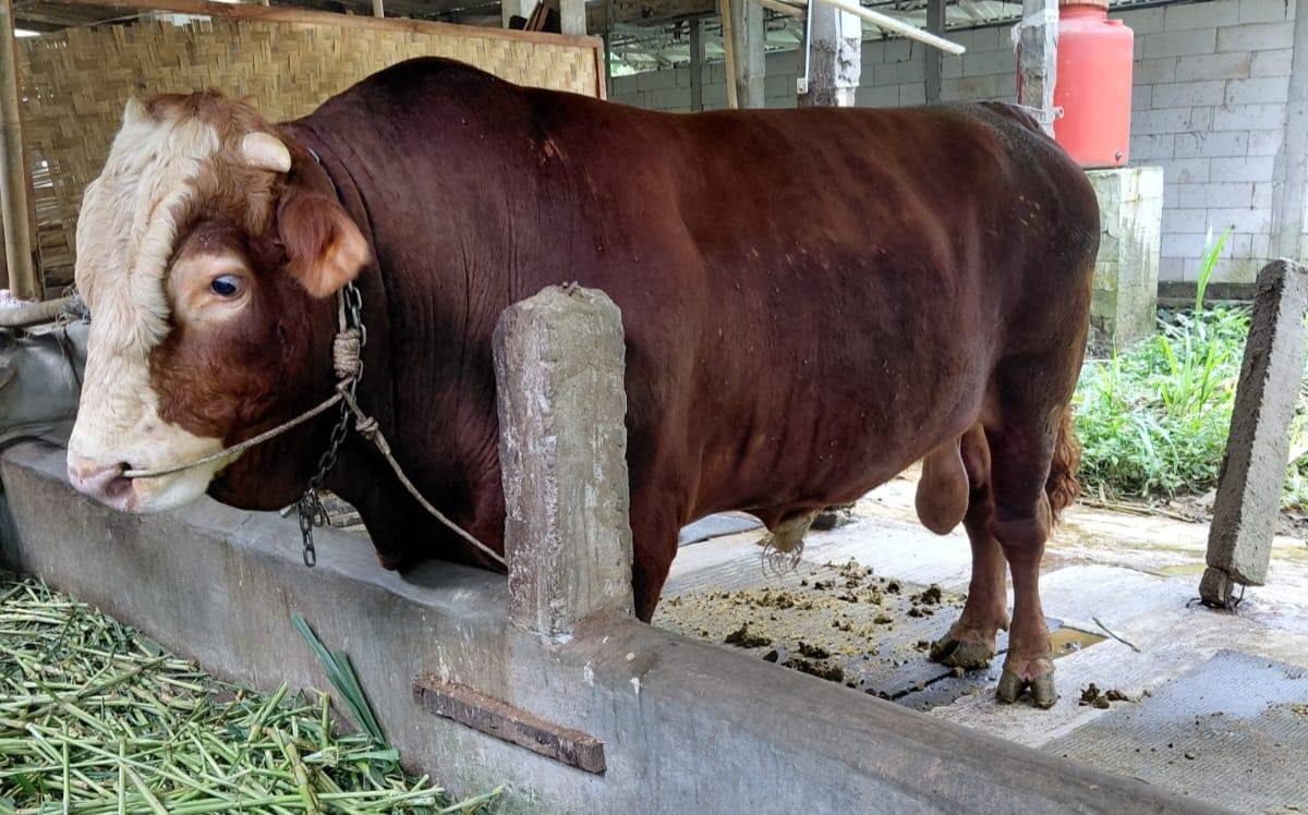 Presiden Prabowo Siapkan Sapi Kurban Seberat 1 Ton di Banyumas