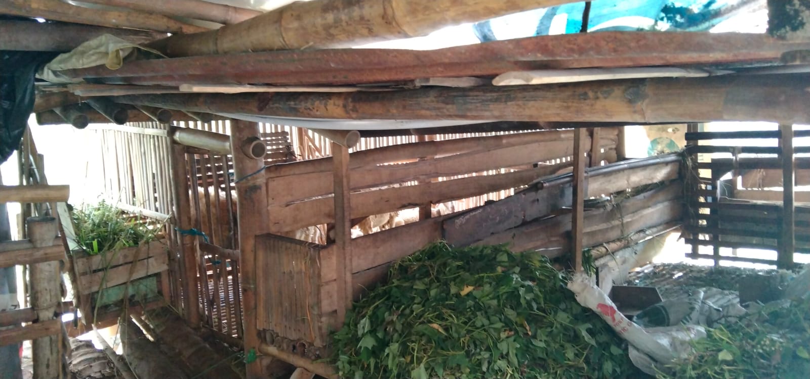 Jelang Idul Adha, Lima Ekor Kambing Milik Warga Kemutug Kidul Digondol Maling