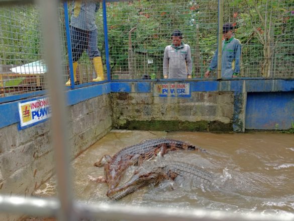 Terlilit Hutang, Penangkaran Buaya di Banyumas Terancam Dilelang
