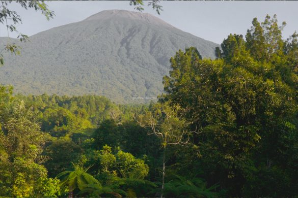 Menelusuri Hutan Tropis Baturraden: Gerbang Selatan Gunung Slamet